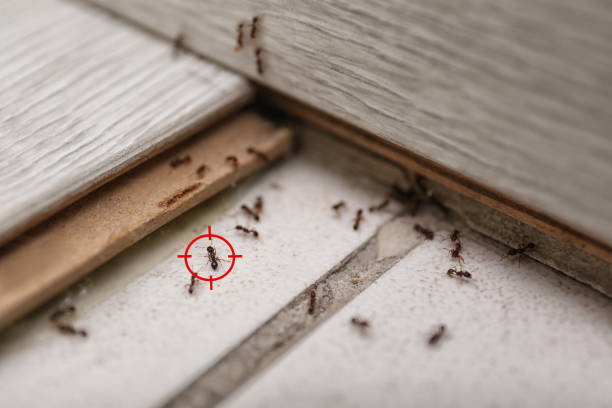 Best Rodent Control Near Me  in Charlotte Park, FL
